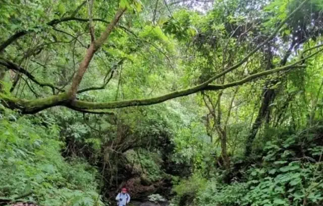 Bosque camino a Laguna Negra